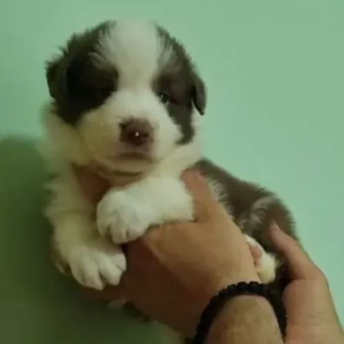 Filhotes de Border Collie | O carinho nunca sai de moda.