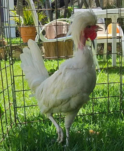 Frango Polonesa Poloco