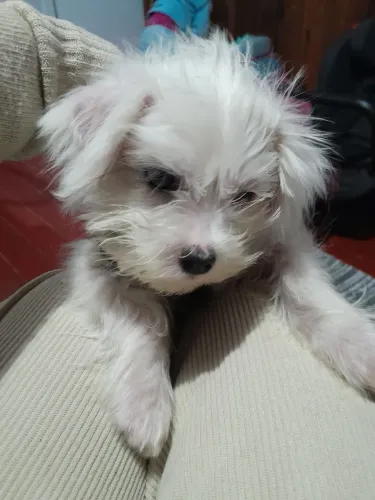 Cãozinho para doação filhote