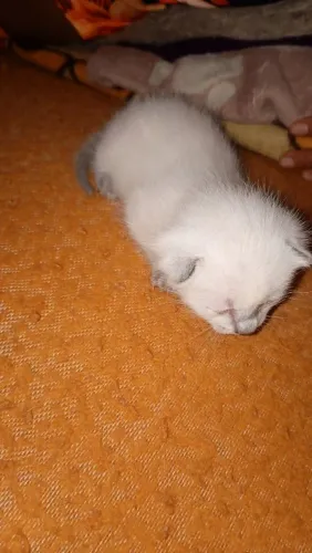 Gatinho filhote