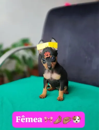 Pinscher com 60 dias vermifugado