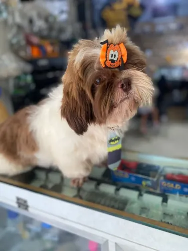 Shih tzu macho 700,00