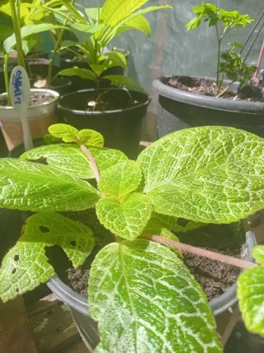 Plantas ornamentais