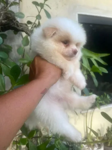 Spitz alemão 