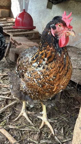 Ovos férteis GSB Galinha Balão 