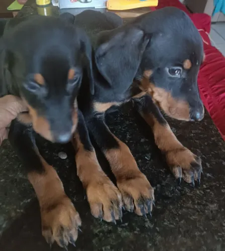 Filhote de doberman 