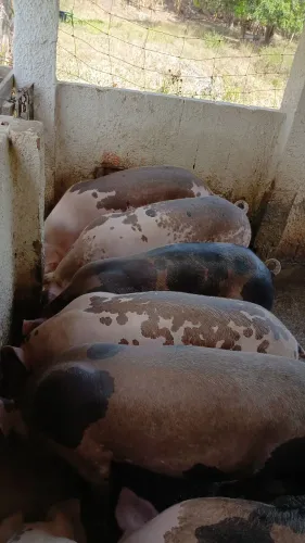 Porcos entre 60 e 80 kg