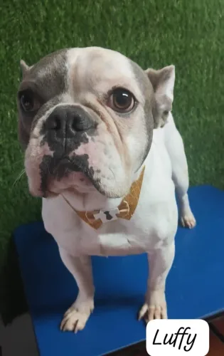 Buldogue francês para adoção 