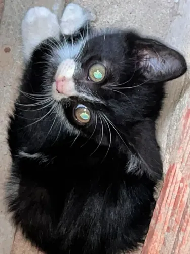 Doação de gatos