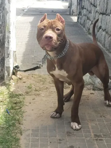 Cachorro ?