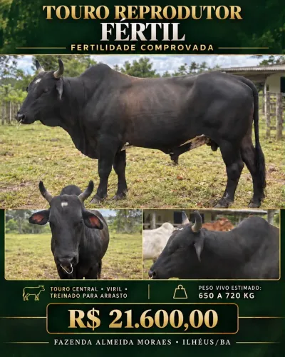 VENDO TOURO REPRODUTOR