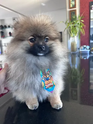 Spitz alemão ( Lulu)