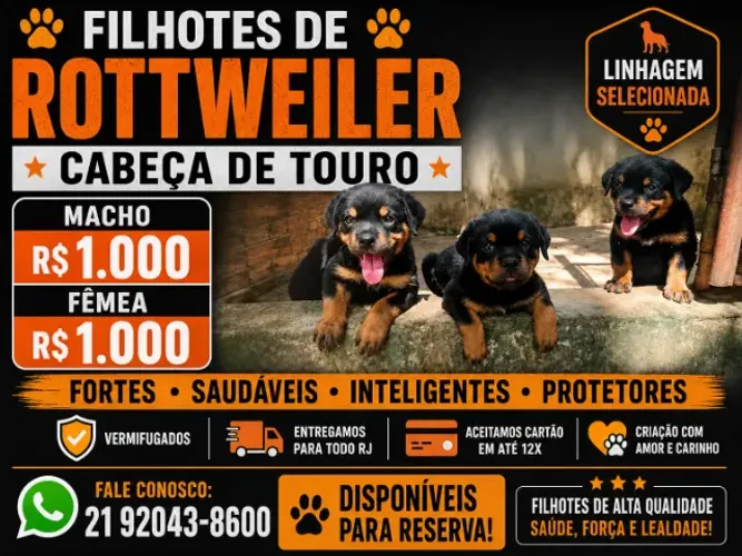 Rottweiler cabeça de touro macho e femea raça pura