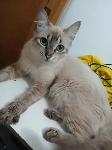 Estou doando três gatos, duas fêmeas e um macho. 