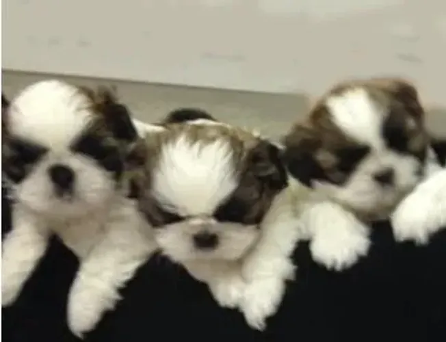 Shihtzu Mini Filhotes Espertos e Saudáveis. 
