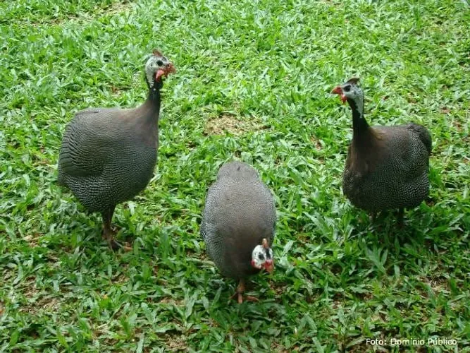 Galinha de Angola