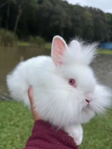 Mini Lion 