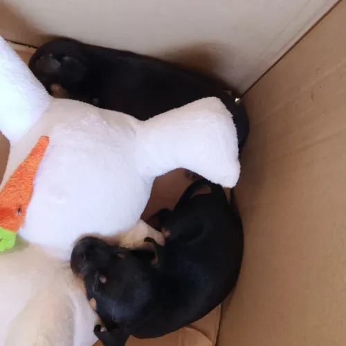Cachorrinho pinscher 