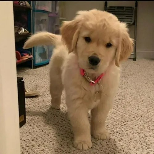 Golden Retriever - Escolha Um Presente Que Acompanha Por Muitos Anos