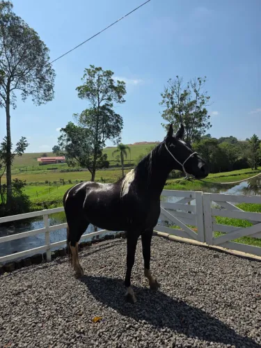 Cavalo pampo preto manga larga confirmado