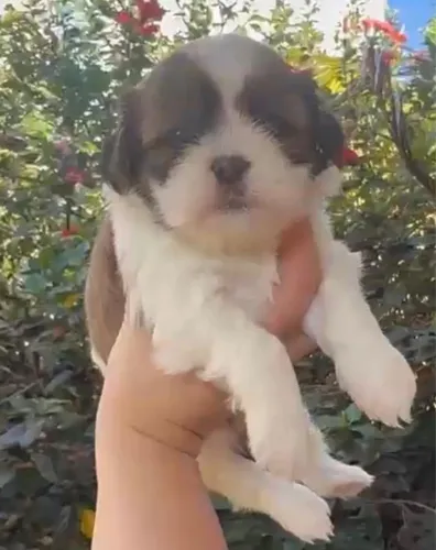Shih tzu pequeno