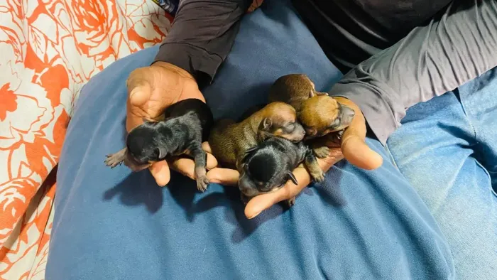 Filhotes de Pinscher 0 com 1
