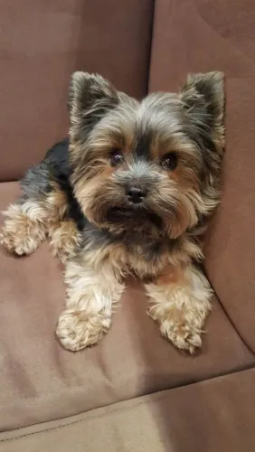 Yorkshire O frio fica melhor com um amigo ao lado