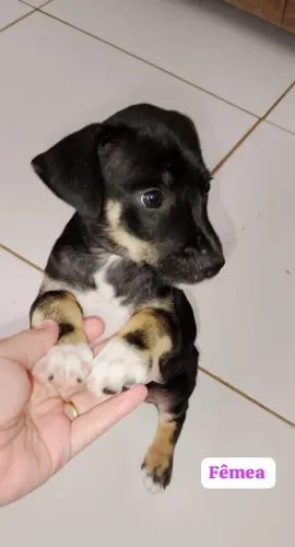 Doando Filhote de cachorro 