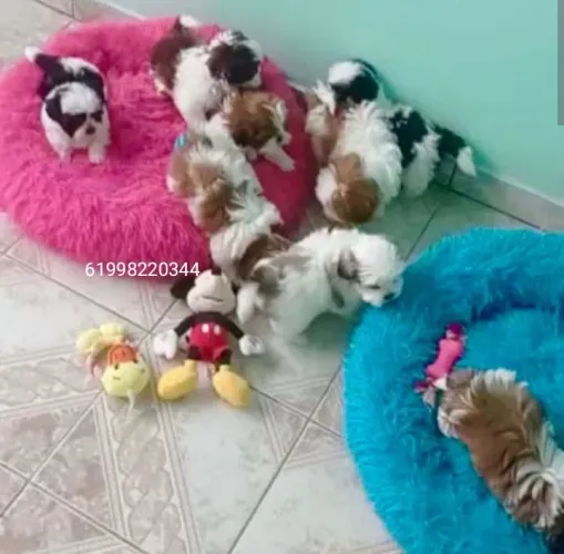 Shih Tzu de excelência