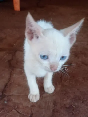 Doação de gatos filhotes
