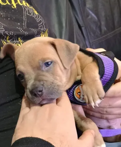American Bully Filhote