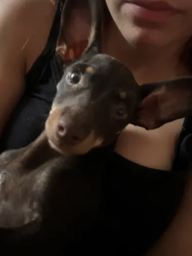 Procuro namorada (PINSCHER) 