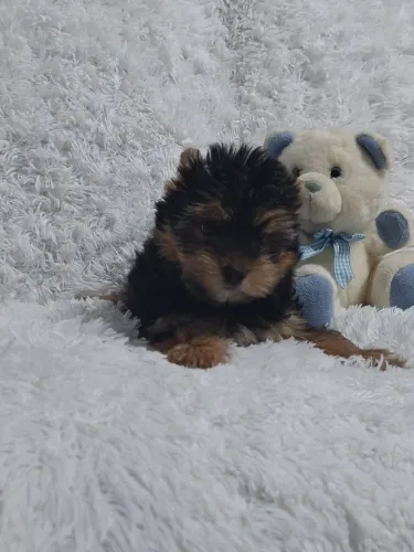 Um lindo Príncipe Yorkshire Terrier 