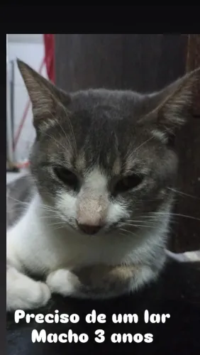 Doação de gato 