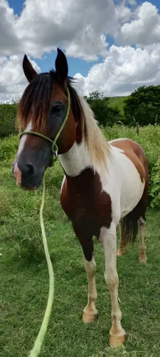 Cavalo Pampa