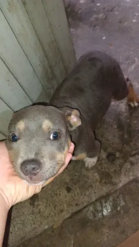 Vende cachorro American Bully filhote femea