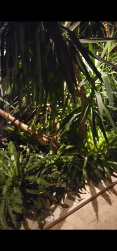 Terra vegetal ensacada