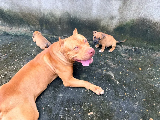 Filhote de pitbull monster