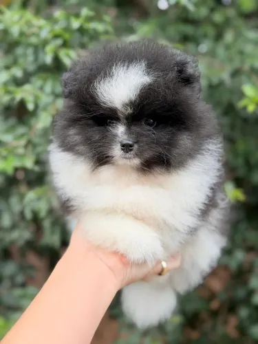 Lindos Spitz Alemão para novo lar