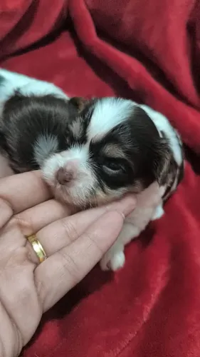 ? Filhotes de Biewer Terrier Disponíveis ?