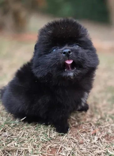 Spitz Alemão Fêmea Mini com Saúde Garantida e Pedigree
