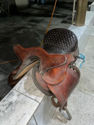 Sela australiana de cabeça 