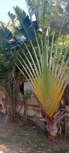 Lote a venda bairro concha d'ostra