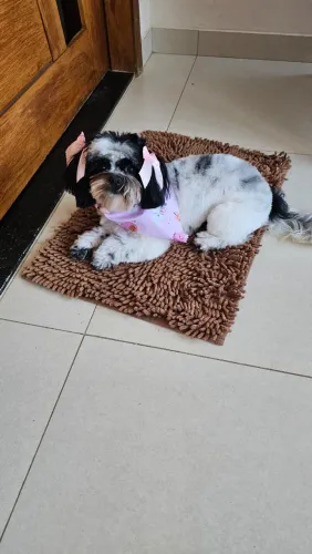 Procura-se cachorrinho macho da raça shitzu para cruzar com uma fêmea shitzu 