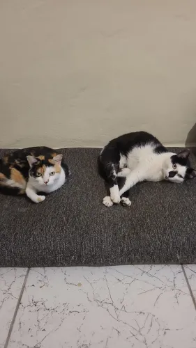 Doação responsável de dois gatinhos!