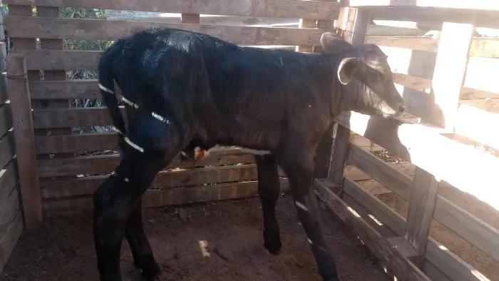 Bezerro girolando está na mamadeira 