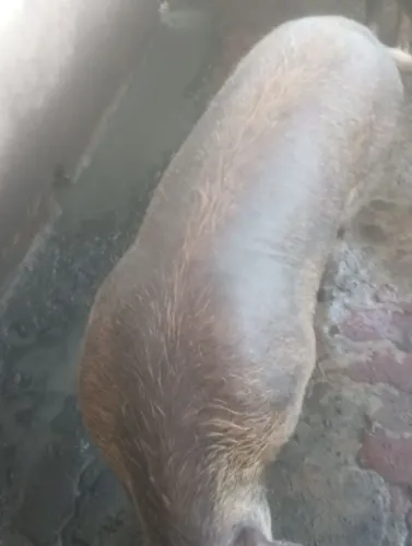 Vendo reprodutor duroc