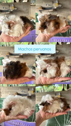 Porquinho da índia Anápolis