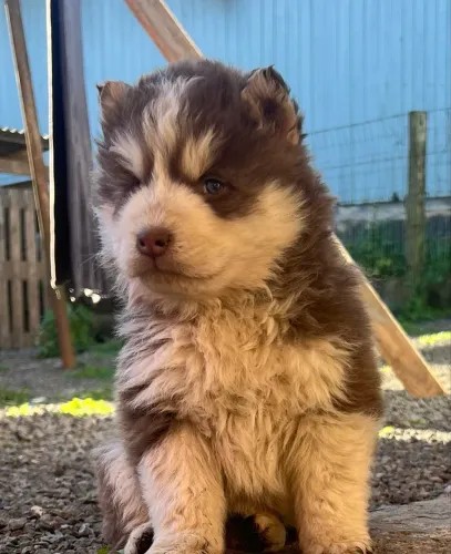 Filhotes de husky siberiano 
