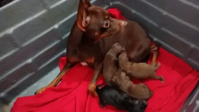 Princesinha linda filhotinha de pinscher 00 miniatura. Doce chocolatinha 